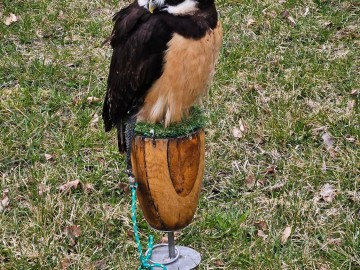 Noc sów w Moszczenicy - 2026, 