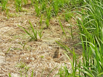Rybitwy nad Zalewem Sulejowskim, 