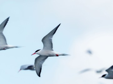 Rybitwy nad Zalewem Sulejowskim, <p>rybitwa rzeczna</p>