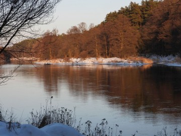 Wyniki Monitoringu Zimujących Ptaków Wodnych na Pilicy, 