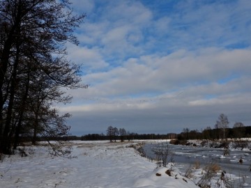 Wyniki Monitoringu Zimujących Ptaków Wodnych na Pilicy, 