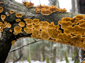 W oczekiwaniu na wiosnę rezerwat Czarna Rózga 2026, 