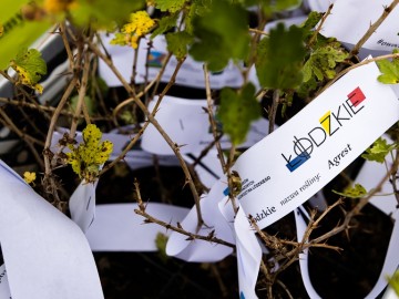 Święto Plonów w Przedborzu – Relacja z Dożynek Gminno-Parafialnych 2025, 