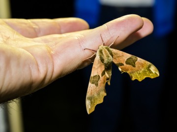 Nocne świecenia - poznaj świat motyli nocnych PPK 2025, 