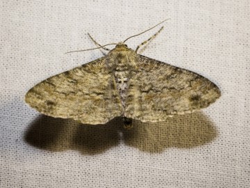 Nocne świecenia - poznaj świat motyli nocnych PPK 2025, 