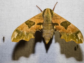 Nocne świecenia - poznaj świat motyli nocnych PPK 2025, 