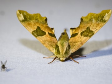 Nocne świecenia - poznaj świat motyli nocnych PPK 2025, 