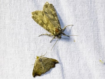 Nocne świecenia - poznaj świat motyli nocnych PPK 2025, 