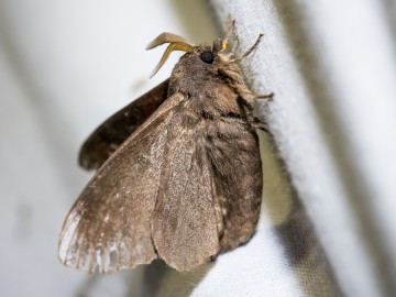 Nocne świecenia - poznaj świat motyli nocnych PPK 2025, 