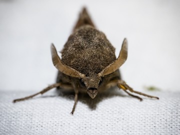 Nocne świecenia - poznaj świat motyli nocnych PPK 2025, 