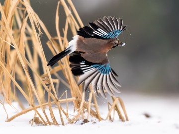 Zimowe obrazy w PPK 2026., 