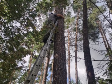 Wieszanie budek dla puszczyka i kowalika, 