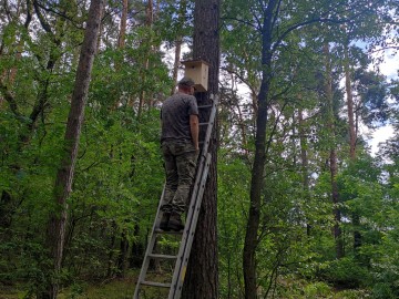 Wieszanie budek dla puszczyka i kowalika, 