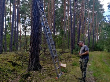 Wieszanie budek dla puszczyka i kowalika, 