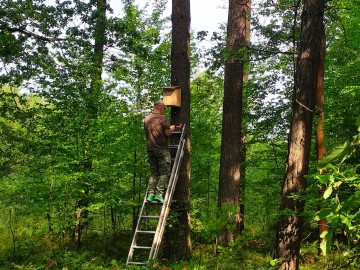 Wieszanie budek dla puszczyka i kowalika, 