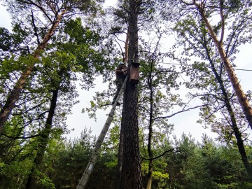 Wieszanie budek dla puszczyka i kowalika, 