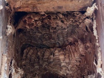 Czyszczenie budek lęgowych w naszych parkach, 