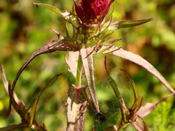 Rajd Rowerem nad Wartą – wiosna 2025, 